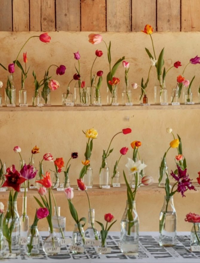 banja_luka_tulipan_bih_sadjenje_bonjour_design_1