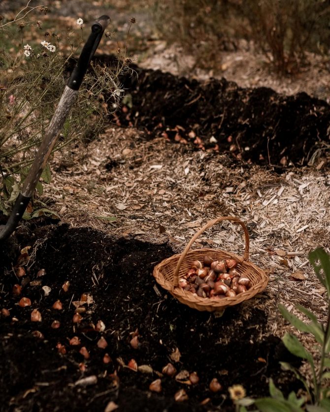 banja_luka_tulipan_bih_sadjenje_bonjour_design_10