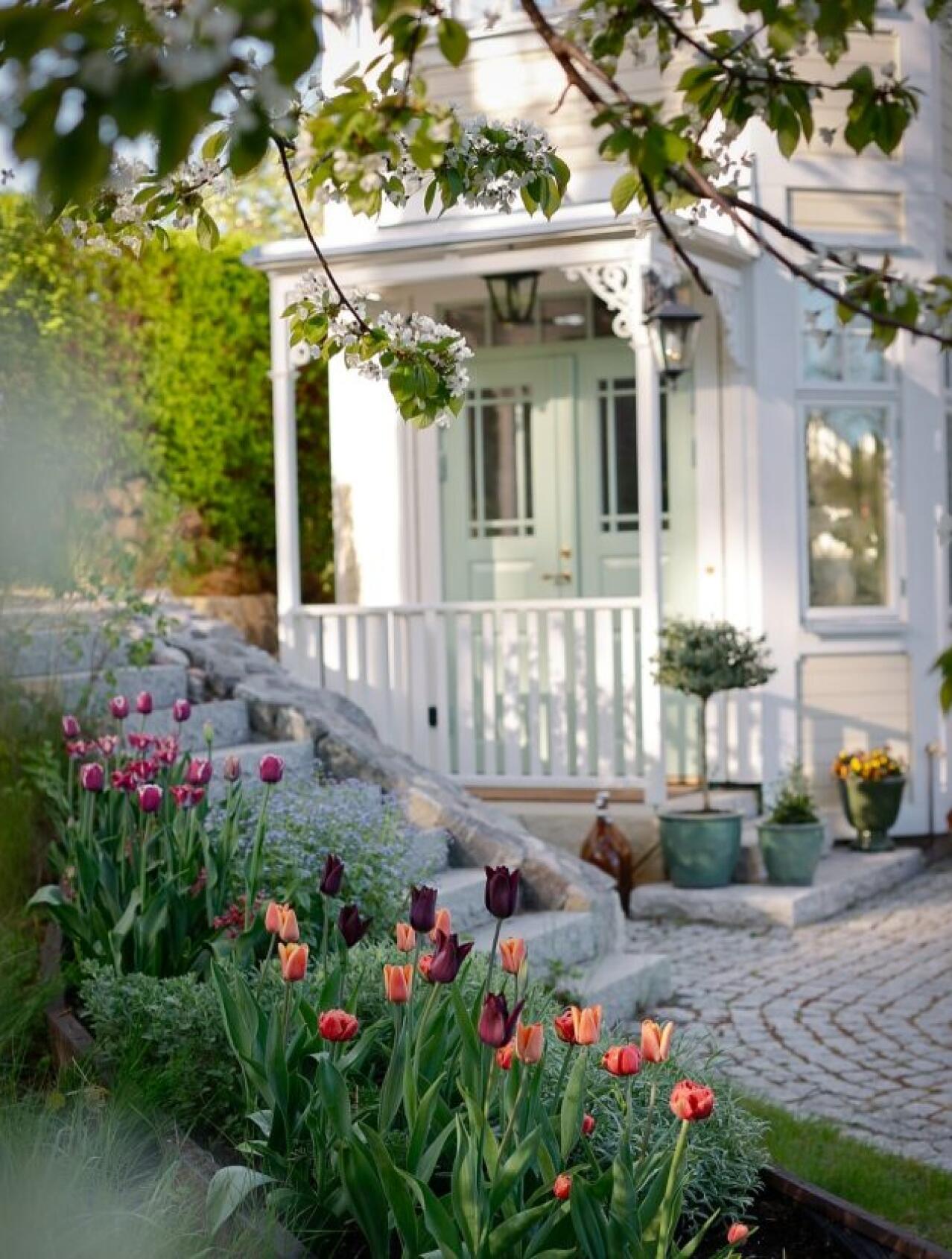 Banjaluka tulipani cvjetaju: Evo kako da uspiju i u vašem vrtu