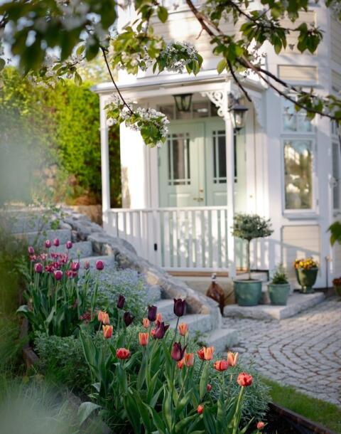 Banjaluka tulipani cvjetaju: Evo kako da uspiju i u vašem vrtu