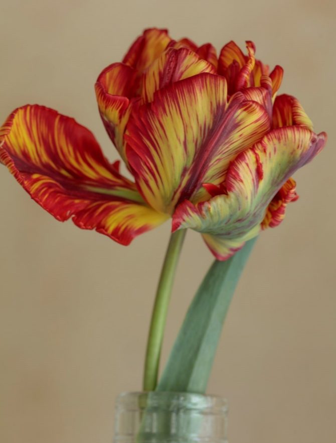 banja_luka_tulipan_bih_sadjenje_bonjour_design_2