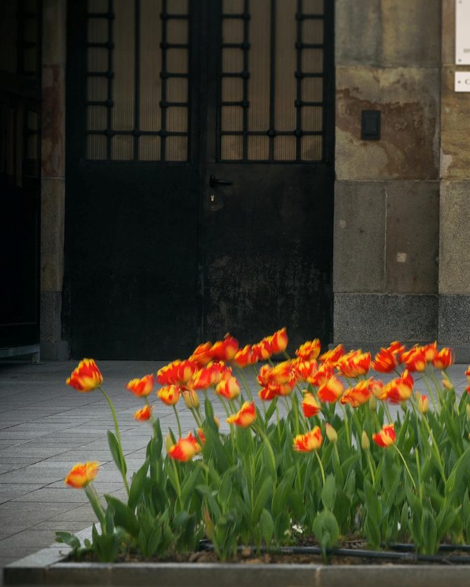 banja_luka_tulipan_bih_sadjenje_bonjour_design_4