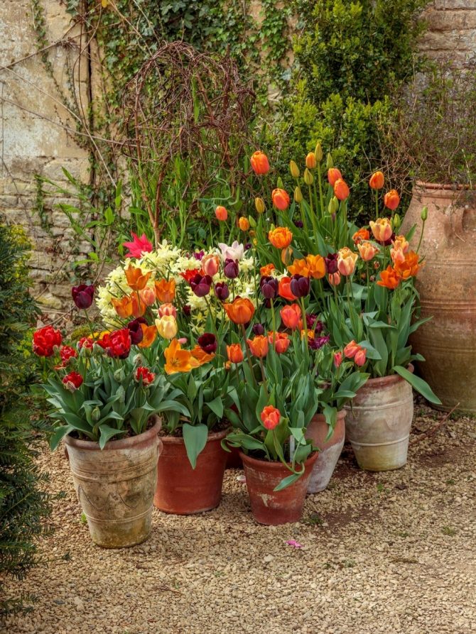 banja_luka_tulipan_bih_sadjenje_bonjour_design_5