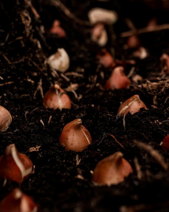 banja_luka_tulipan_bih_sadjenje_bonjour_design_7