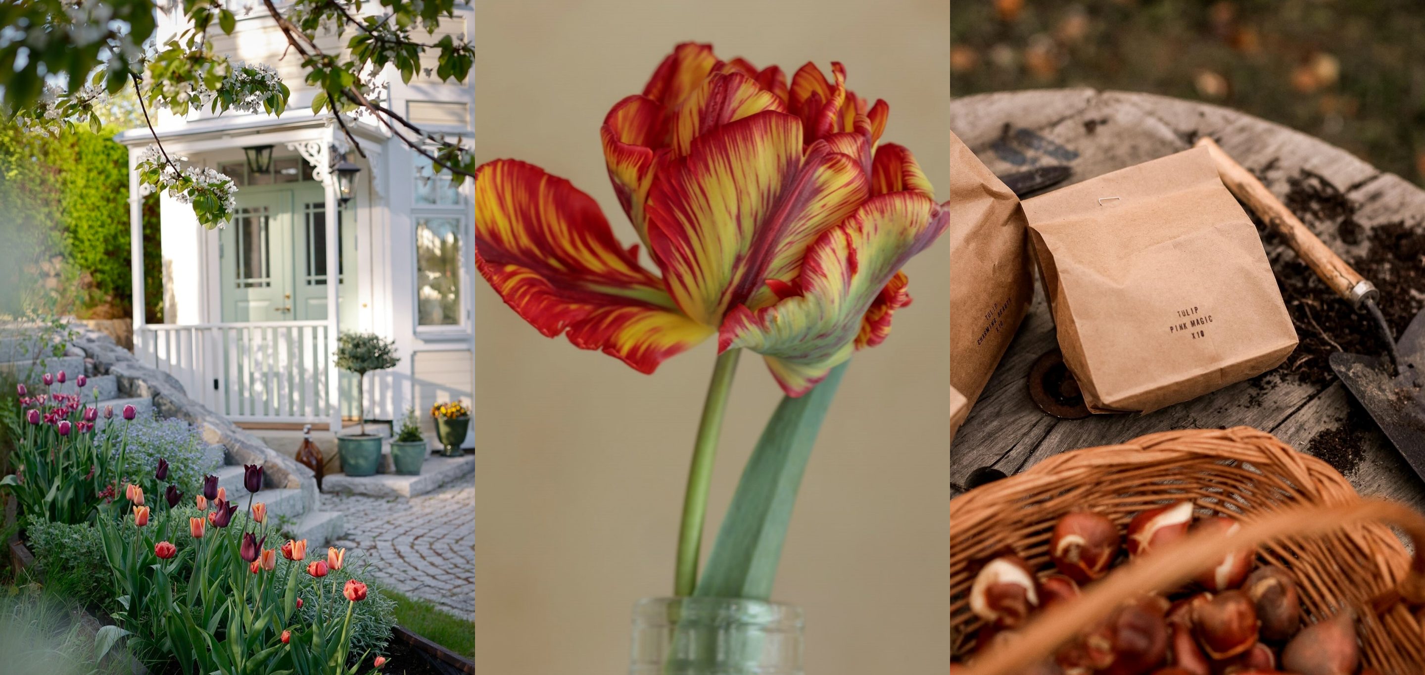 Banjaluka tulipani cvjetaju: Evo kako da uspiju i u vašem vrtu