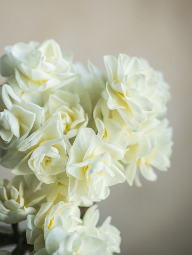 narcis_bih_cvijet_odrzavanje_balkon_bonjour_design_01