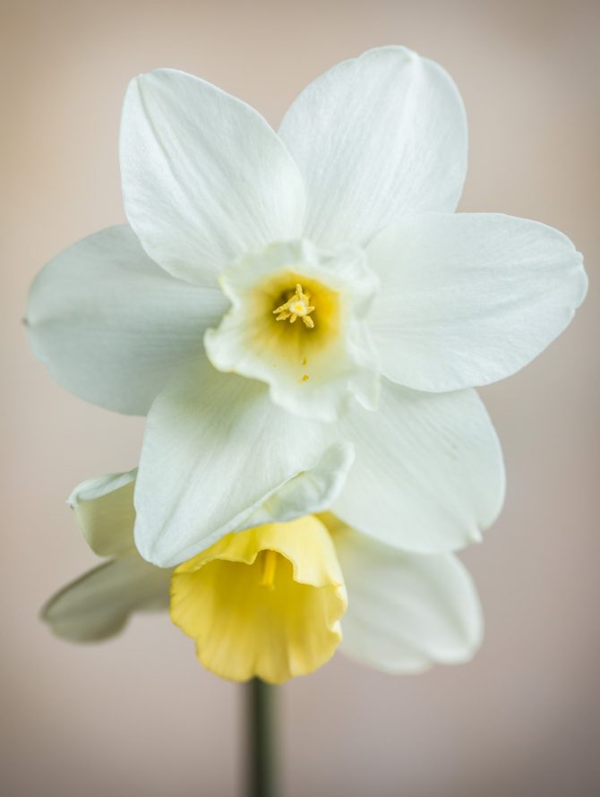 narcis_bih_cvijet_odrzavanje_balkon_bonjour_design_02