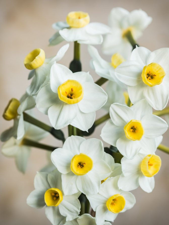 narcis_bih_cvijet_odrzavanje_balkon_bonjour_design_03