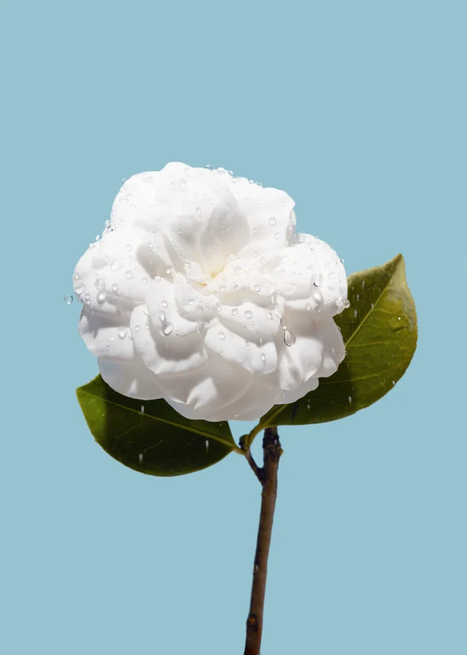 chanel-hydra-beauty-hidratacija-bijela-kamelija-1-bonjour-ba