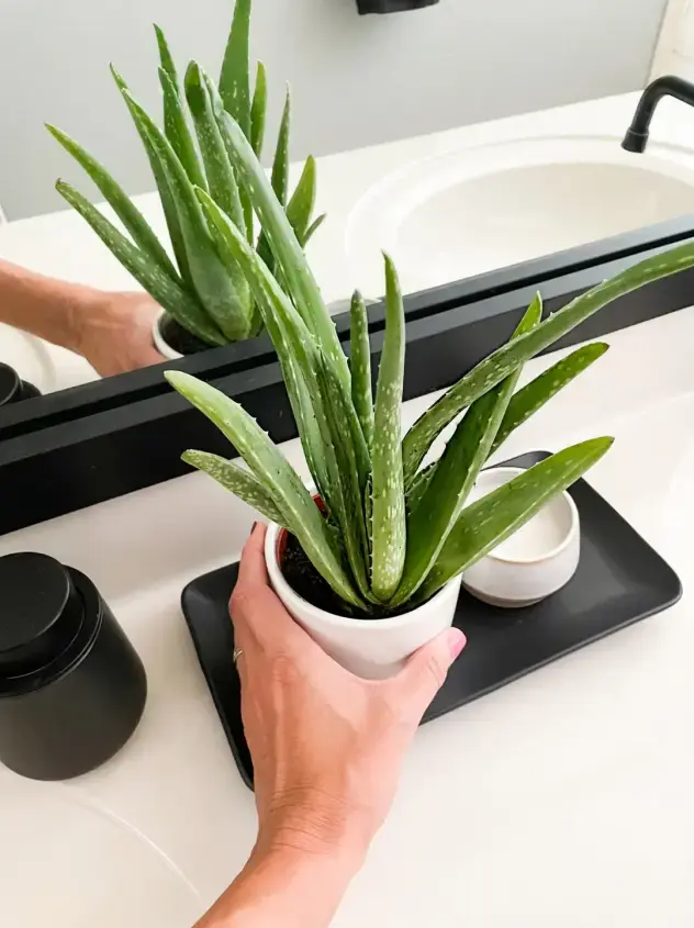 bonjour_ba_aloe_vera