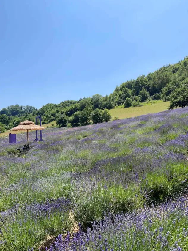 bonjour_ba20250709-070536-01lavanda_visoko