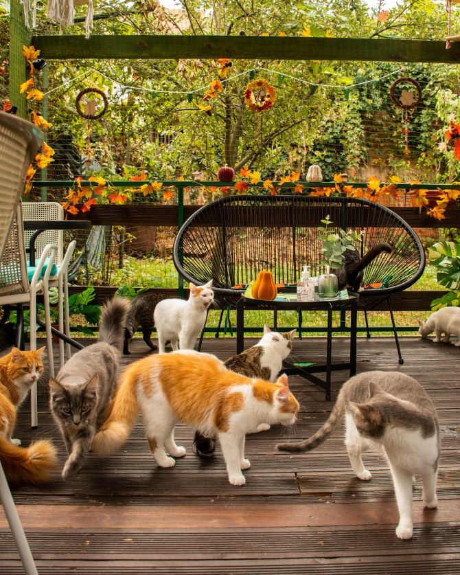 cat_caffe_zagreb25bonjour_ba