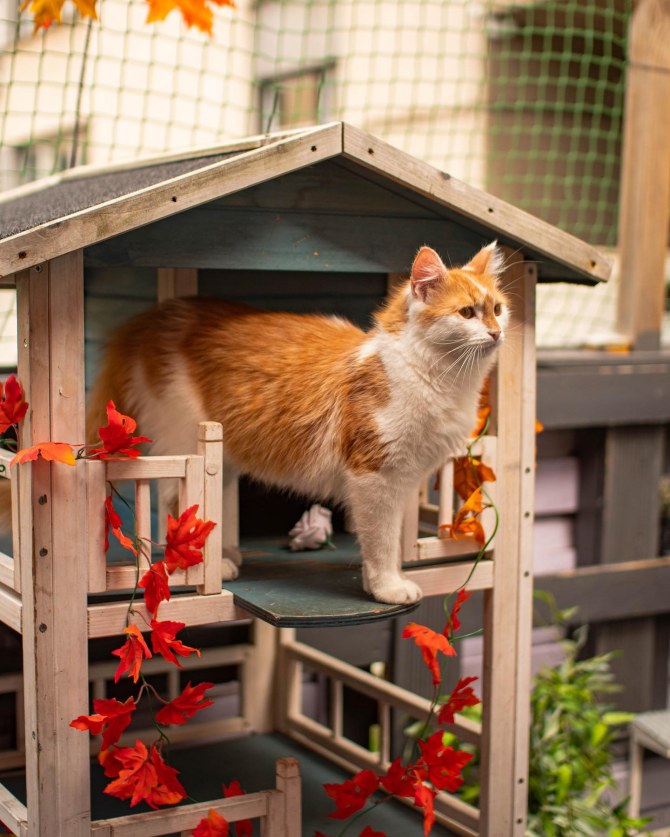 cat_caffe_zagreb28bonjour_ba