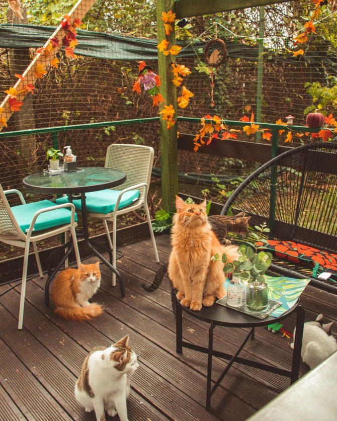 cat_caffe_zagreb4bonjour_ba