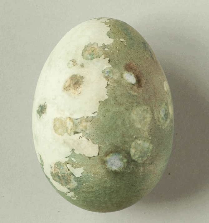 farbanje_jaja_prirodni_sastojci_uskrs_11bonjour_ba