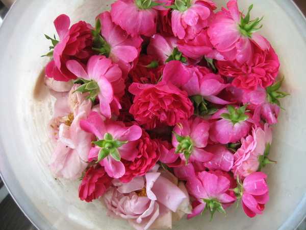 hazal_rose