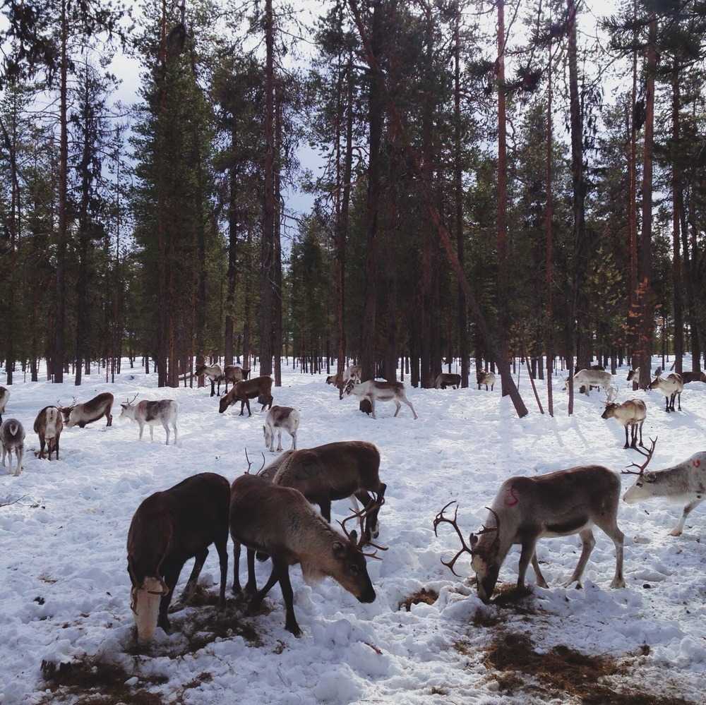 suomi farma jelena