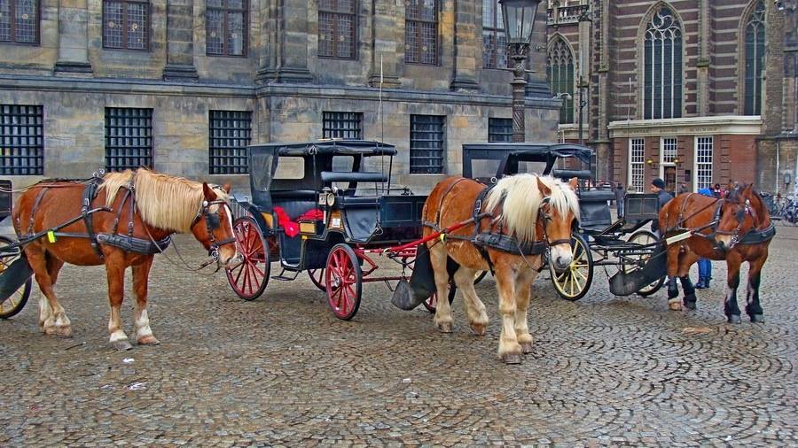 amsterdam kocije