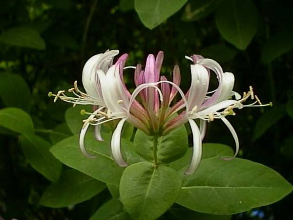 Honeysuckle1