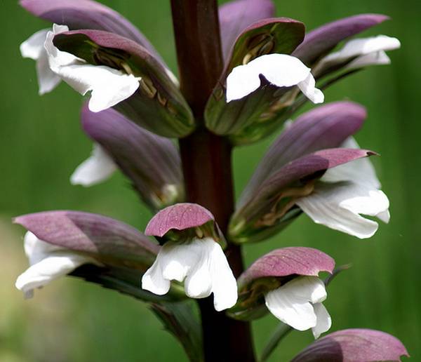 acanthus4