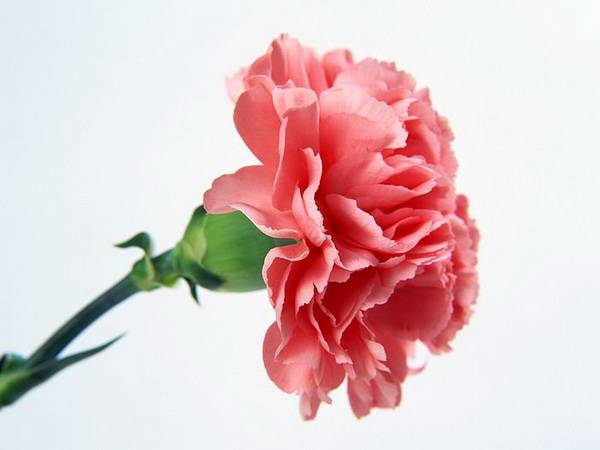 carnation