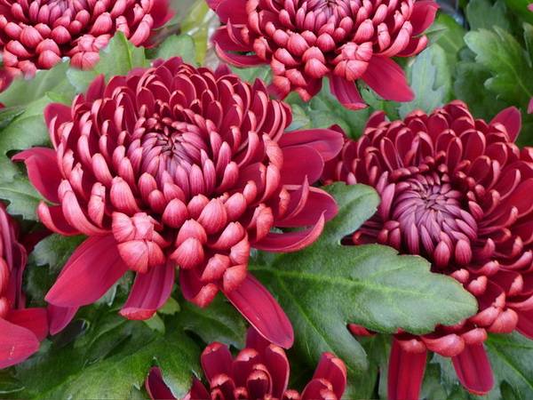 chrysanthemum8