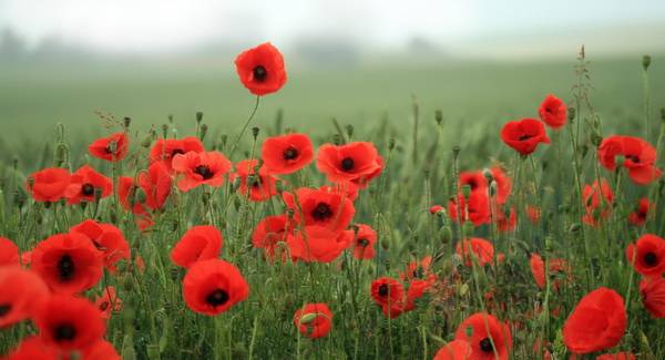 poppy-2
