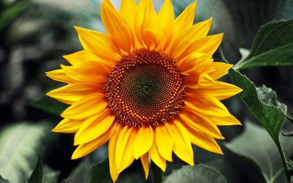sunflower5