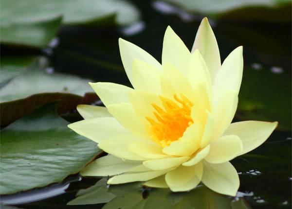 water-lily