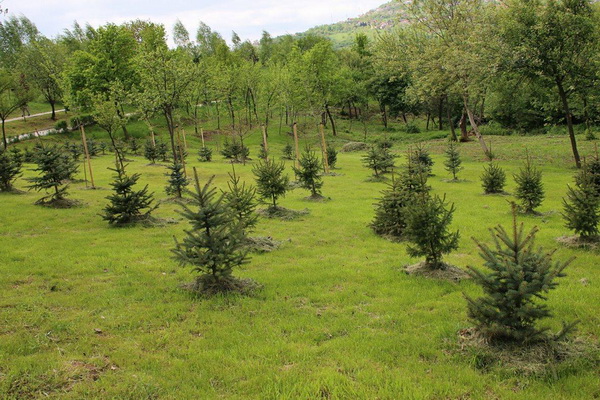 Magazin Ljepota&Zdravlje svoj jubilej proslavio eko-projektom „Šuma života“