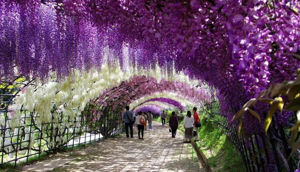 kawachi-fuji-garden-kitakyushu-japan-wisteria-1