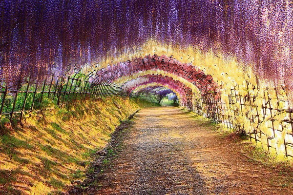 Nestvarno lijep i čaroban tunel od cvijeća u Japanu