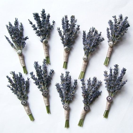 lavanda modamo03