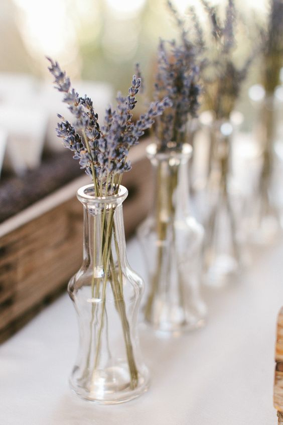 lavanda modamo04