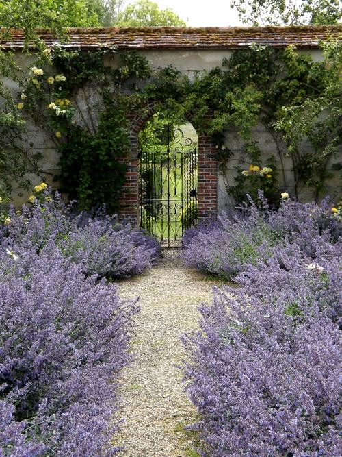 lavanda modamo06