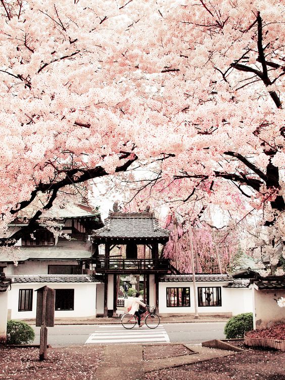 08 japan