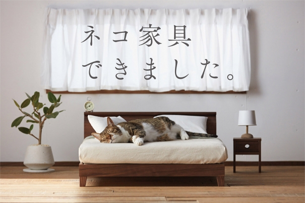 FJ cat okawa2