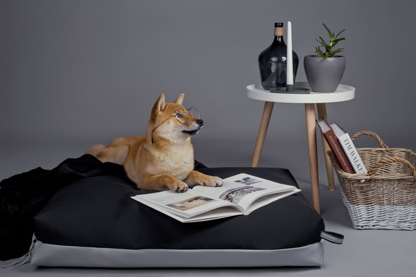 lava dog kolekcija 02