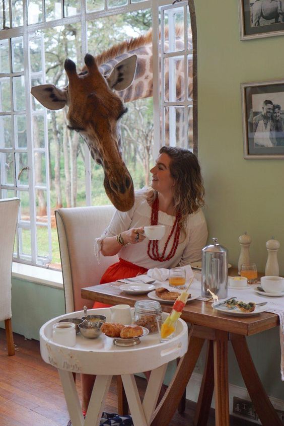 kenija giraffe hotel 04