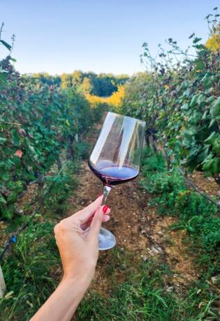 Posjetili smo šarmantnu i pitoresknu obiteljsku vinariju Marijanović u Hercegovini