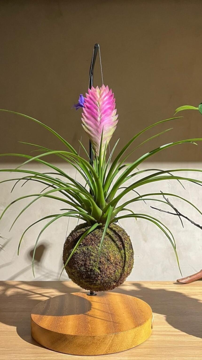 Nemate vremena za svoju biljku? Kokedama zahtjeva malo pažnje, a dostupna je u BiH.