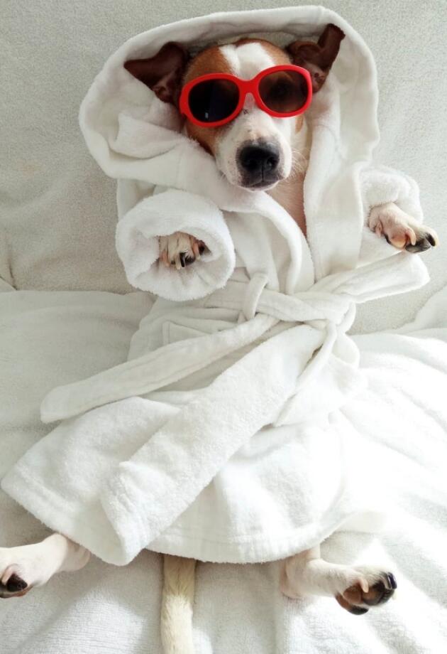 Upoznajte Džekca, cool i simpatičnog Jack Russella koji istinski zna uživati u životu