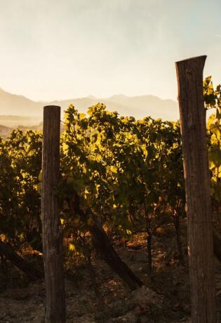 Fina Vina i Vinarija Škegro vode nas kroz proces berbe i otkrivaju detalje nastanka neodoljivih vinskih nota