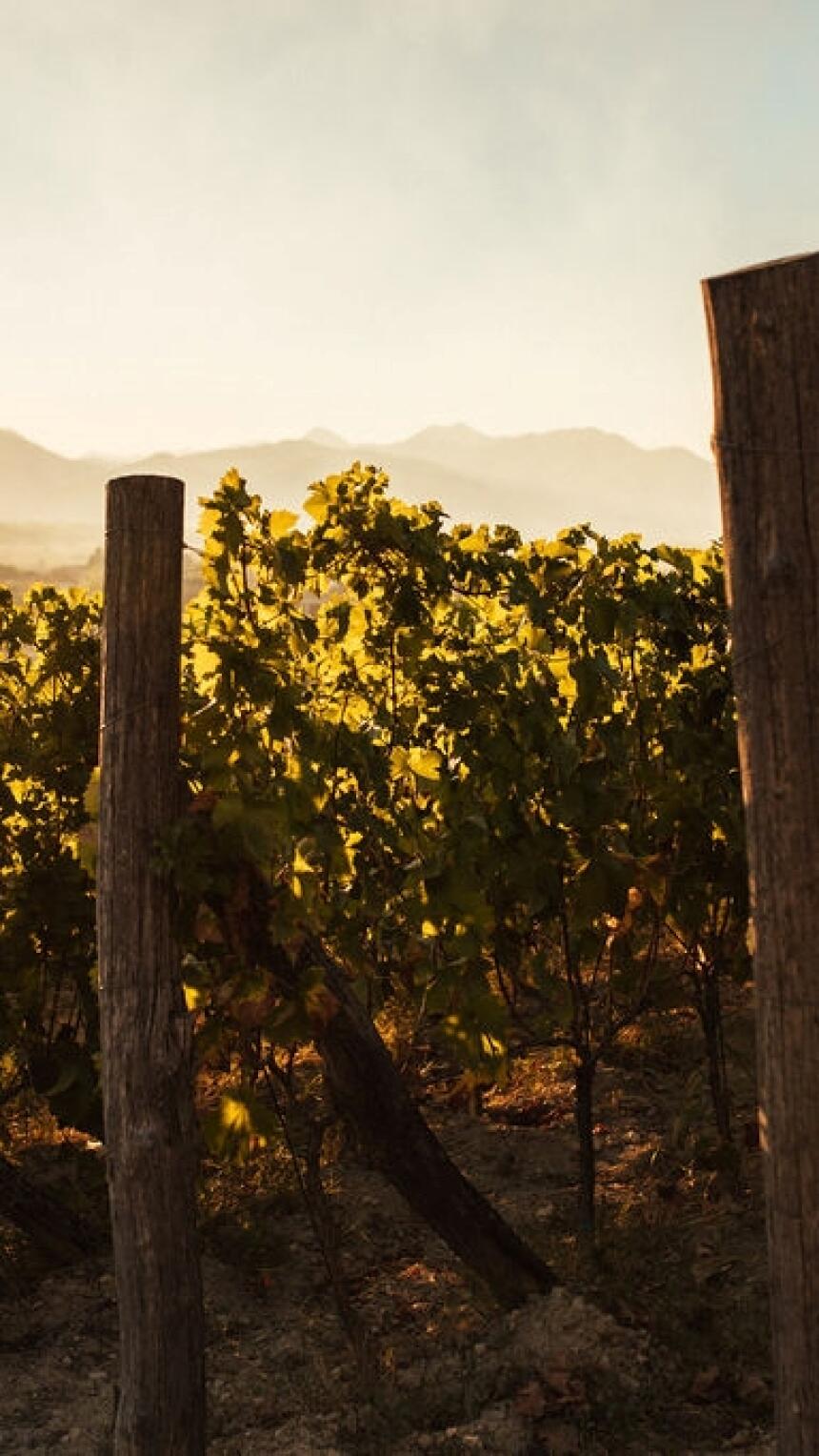 Fina Vina i Vinarija Škegro vode nas kroz proces berbe i otkrivaju detalje nastanka neodoljivih vinskih nota
