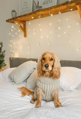 Bonjour.pets: Upoznajte Maggie čije Instagram postove prve pregledamo ujutro