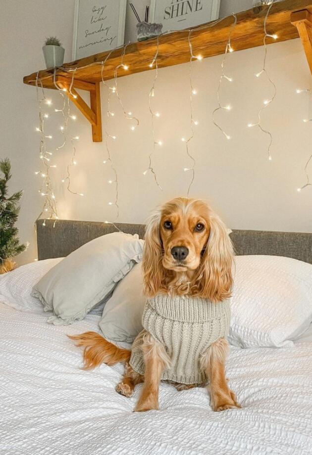 Bonjour.pets: Upoznajte Maggie čije Instagram postove prve pregledamo ujutro