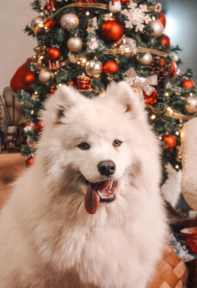 Bonjour.pets: Preslatki samojed bh. blogerice Belme uljepšat će vam dan