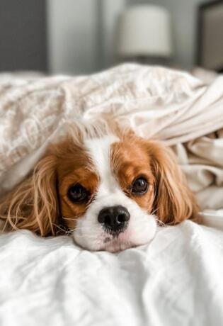 Bonjour.pets: 4 najbolje vrste psa ako živite u malom stanu