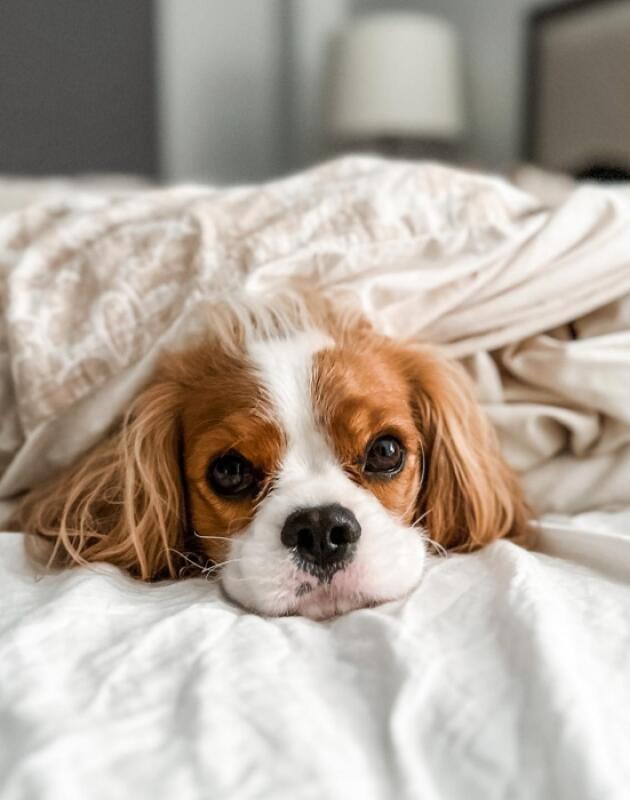 Bonjour.pets: 4 najbolje vrste psa ako živite u malom stanu