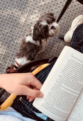 Bonjour.pets: Upoznajte najslađi dio Bonjour.ba uredništva koji ne preskače sastanke